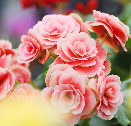 
Rieger begonias can bloom in colors ranging from white to fuschia.
